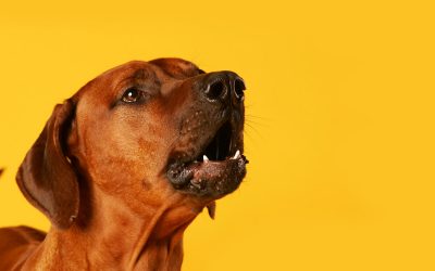 Un 2ème chien : bonne ou mauvaise idée ? ▶️ comportementaliste
