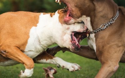 Mon chien attaque mon autre chien sans raison : 4 causes et leurs solutions