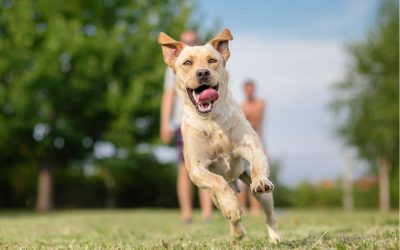 Suivi naturel chien : 4 conseil pour un rappel efficace !