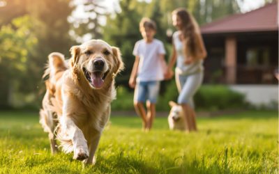 7 façons amusantes de jouer avec ton chien pour renforcer votre complicité
